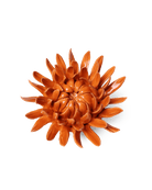 Orange Sarah Mum - Chive UK