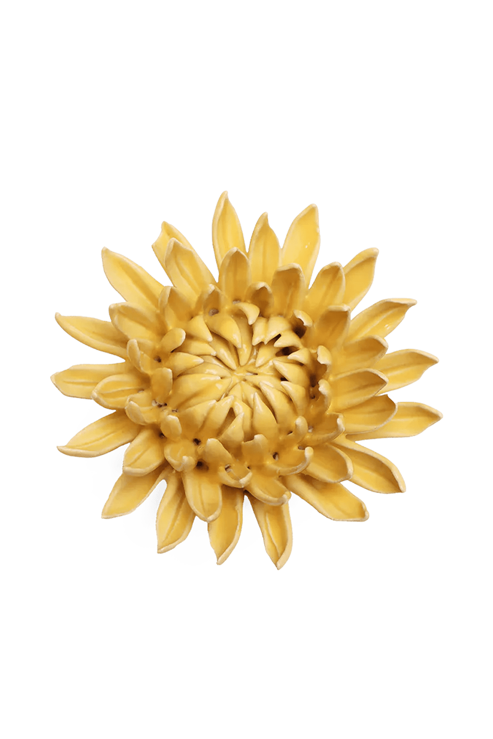 November Birth Flower - Chrysanthemum - Chive UK