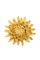 November Birth Flower - Chrysanthemum - Chive UK