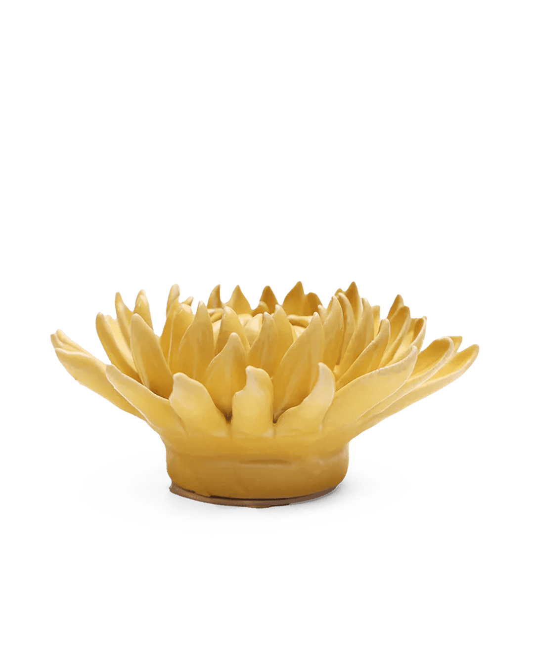 November Birth Flower - Chrysanthemum - Chive UK