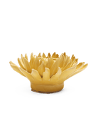 November Birth Flower - Chrysanthemum - Chive UK