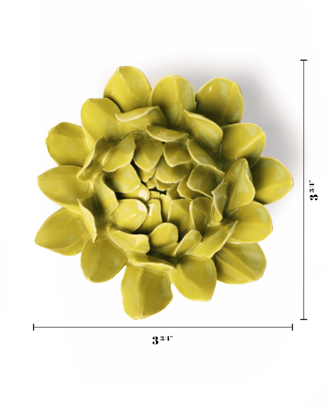 English Garden Chartreuse Sugarbush Protea - Chive UK