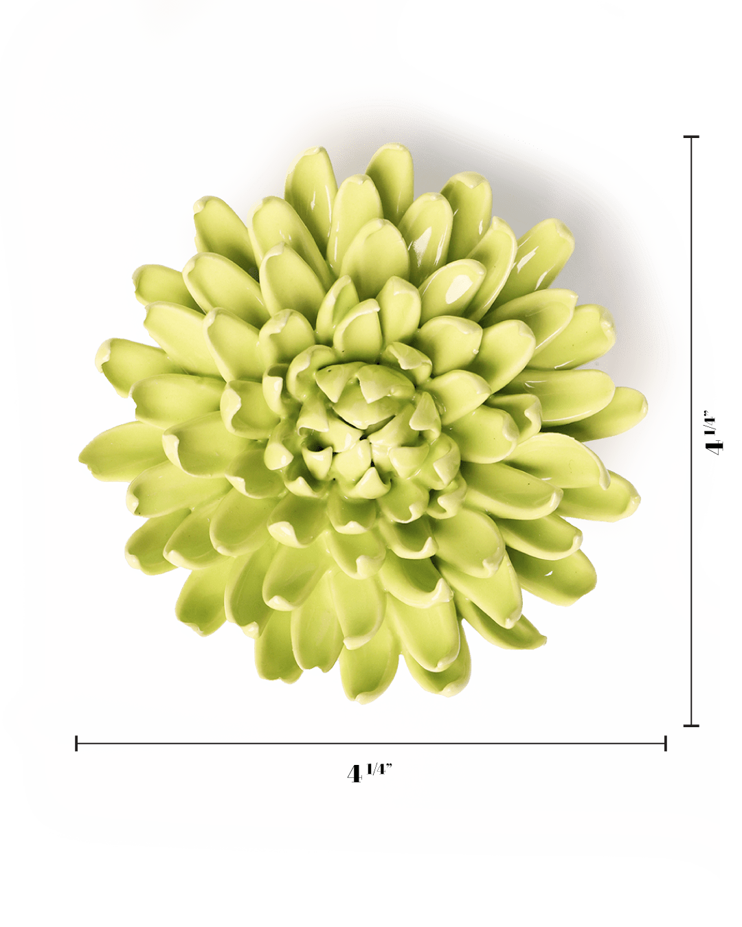 English Garden Yellow Green Pompom Mum - Chive UK