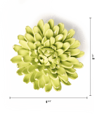 English Garden Yellow Green Pompom Mum - Chive UK