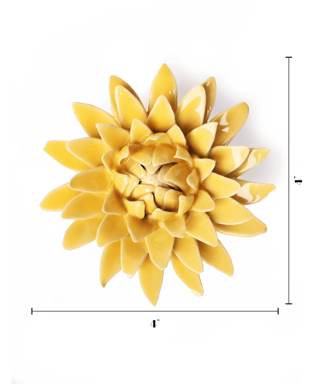 English Garden Burnt Yellow Strawflower - Chive UK