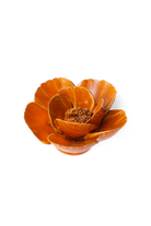 Burnt Orange Poppy - Chive UK