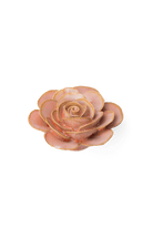 Peach Pink Cloni Ranunculus - Chive UK