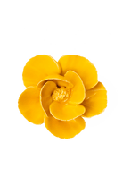 Burnt Yellow Poppy - Chive UK