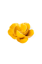 Burnt Yellow Poppy - Chive UK