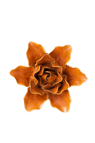 Burnt Orange Stargazer Lily - Chive UK