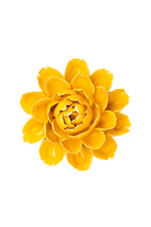 Burnt Yellow Empire Cabbage Flower - Chive UK