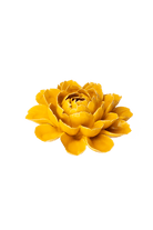 Burnt Yellow Empire Cabbage Flower - Chive UK