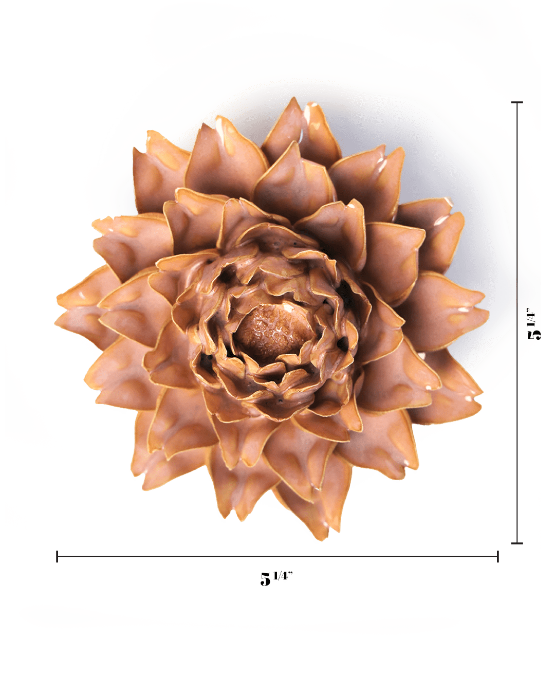 Rose Pink King Protea - Chive UK