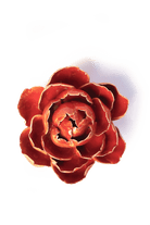 Orange Yellow Gay Paree Peony - Chive UK