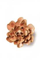 May Birth Flower - Hawthorn - Chive UK