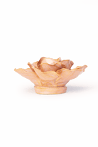 Peach Pink Solar Carnation - Chive UK