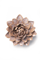 July Birth Flower - Waterlily - Chive UK