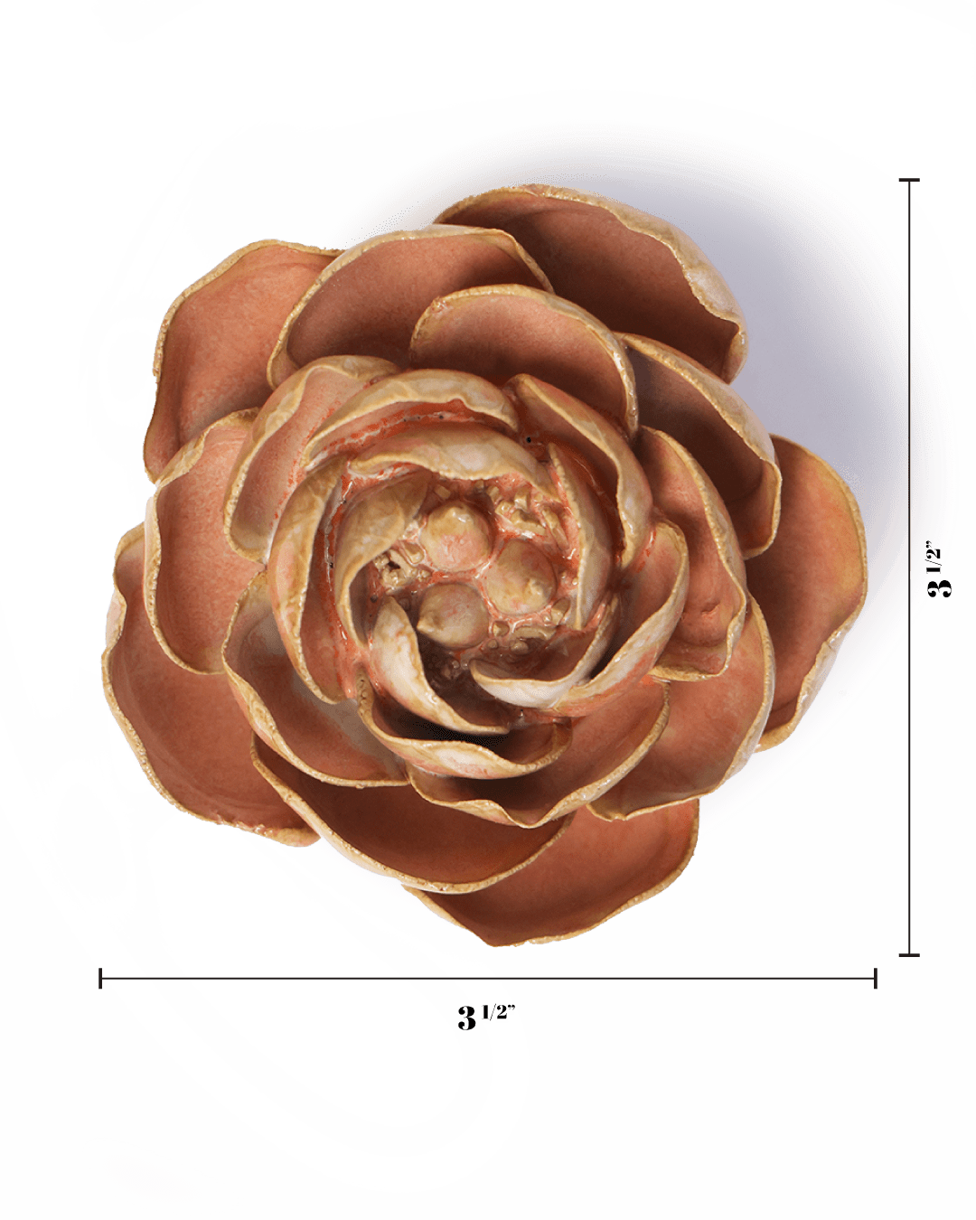 Peach Pink Big Ben Peony - Chive UK