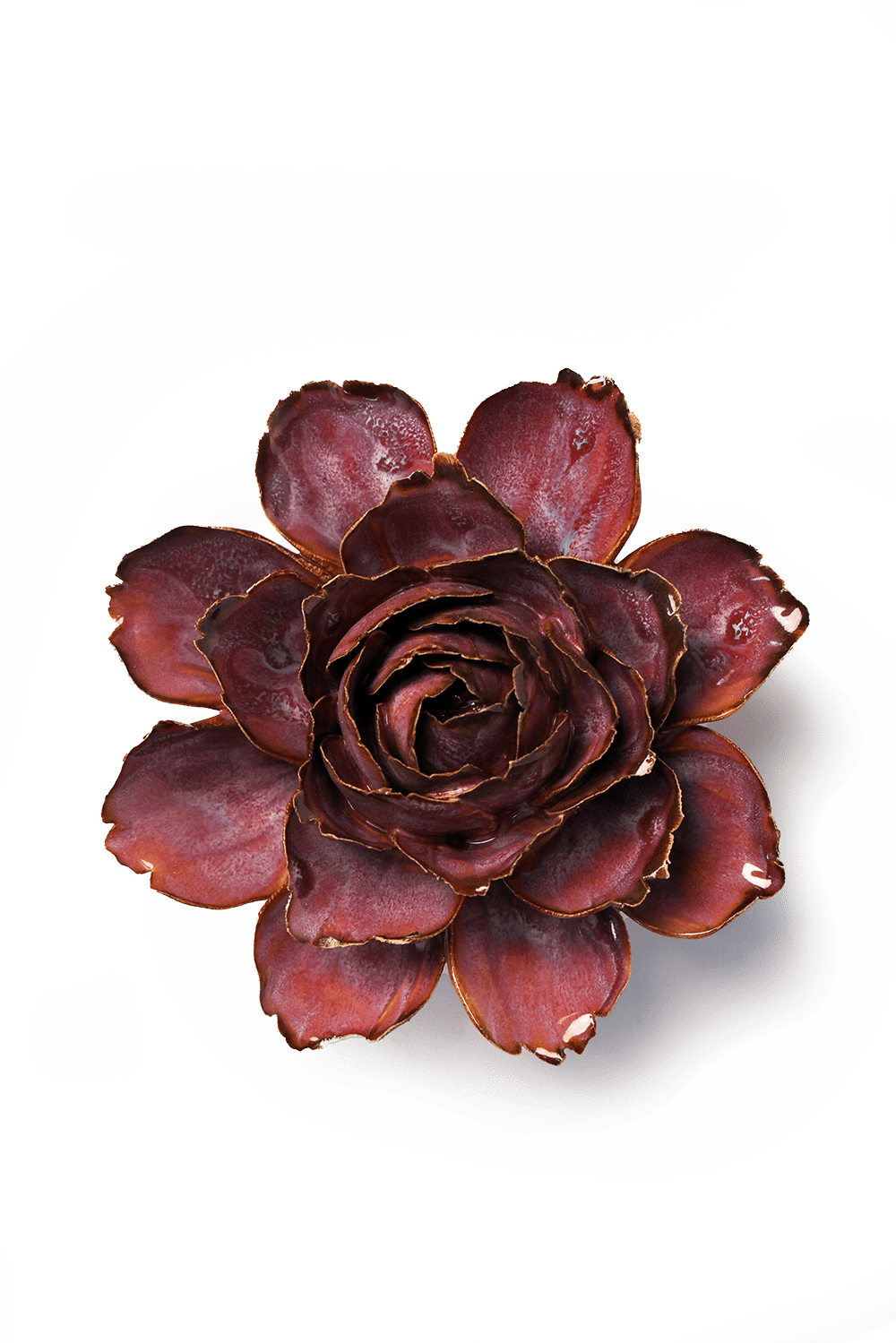 Dewberry Camellia - Chive UK