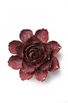 Dewberry Camellia - Chive UK