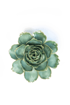 Milk Teal Camellia - Chive UK