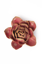 December Birth Flower - Narcissus - Chive UK