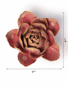 December Birth Flower - Narcissus - Chive UK