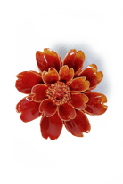 April Birth Flower - Daisy - Chive UK