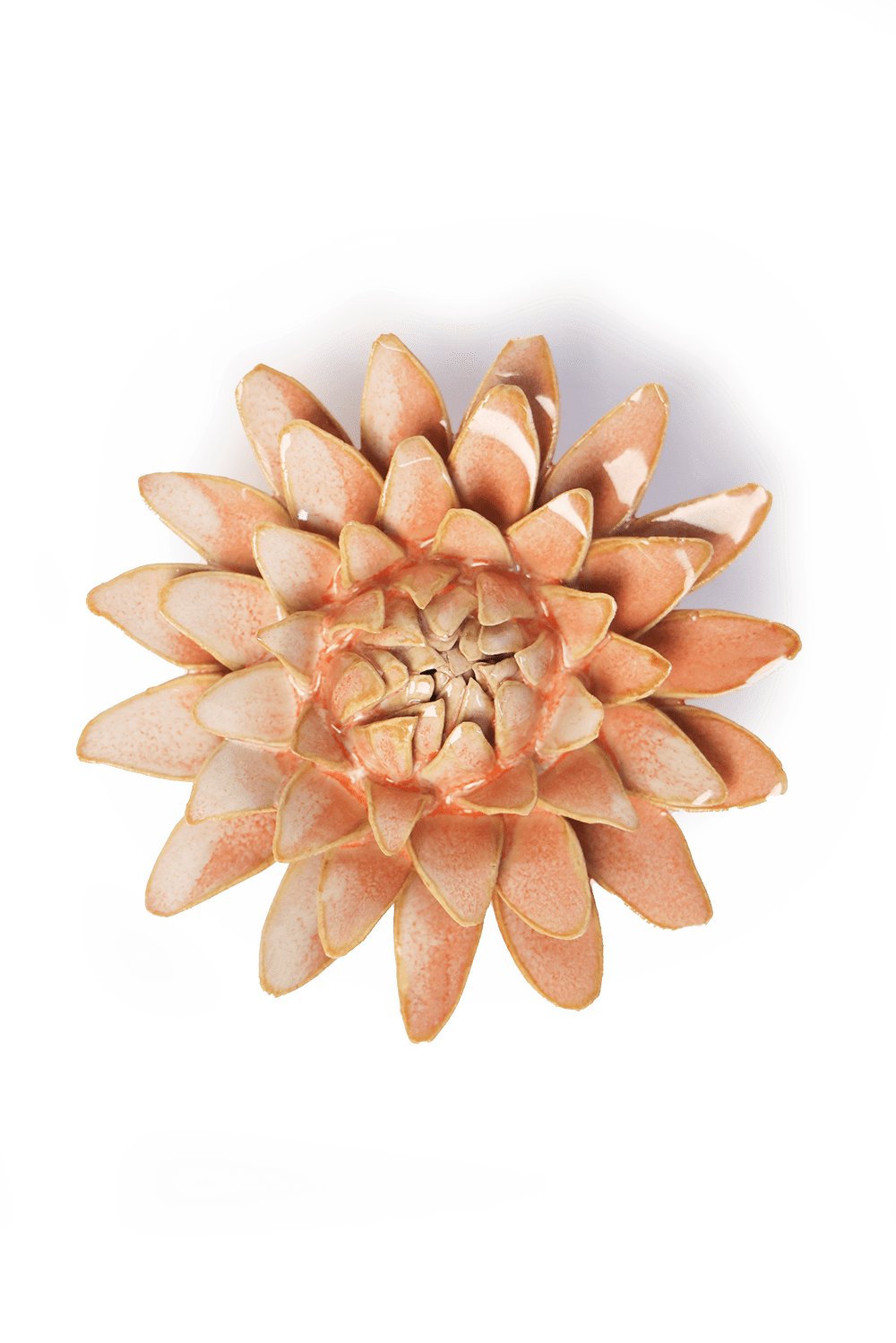 Peach Pink Strawflower - Chive UK