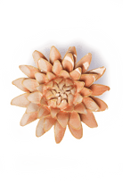 Peach Pink Strawflower - Chive UK