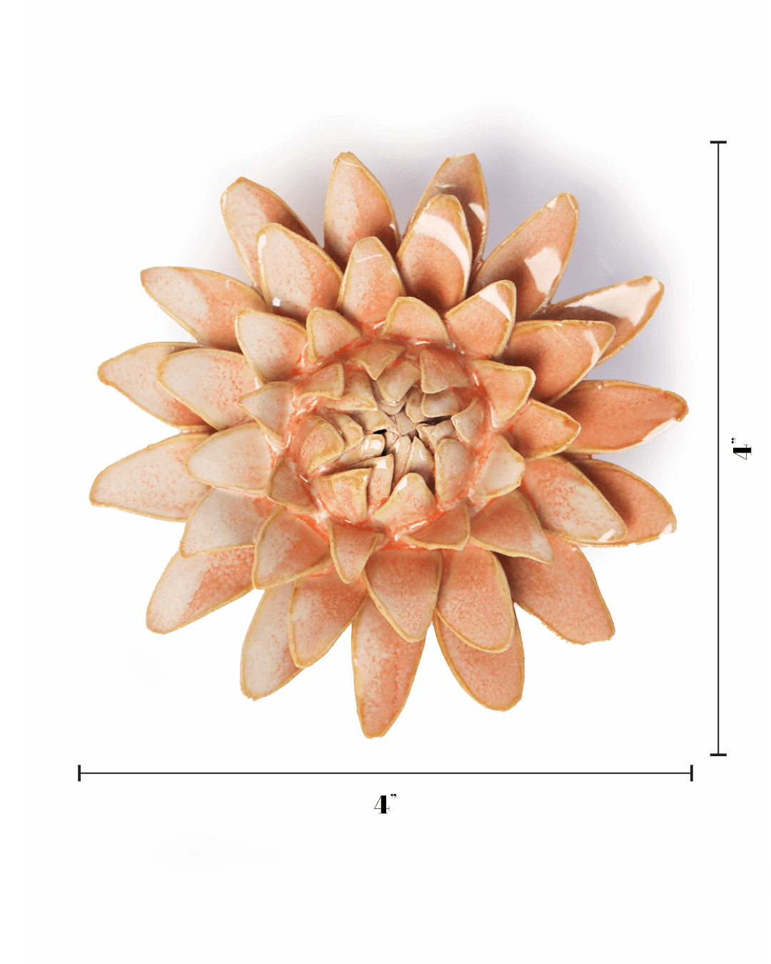 Peach Pink Strawflower - Chive UK