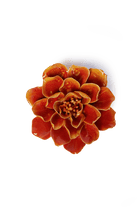 Orange Yellow Coreopsis - Chive UK