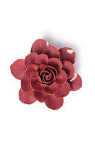 Blush Pink Begonia - Chive UK