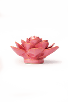 Blush Pink Begonia - Chive UK