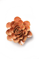 France Peach Pink Begonia - Chive UK