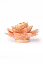 France Peach Pink Begonia - Chive UK