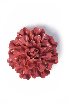 Blush Pink Tundra Carnation - Chive UK