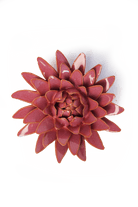 Blush Pink Strawflower - Chive UK