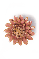 Rose Quartz Pink Strawflower - Chive UK