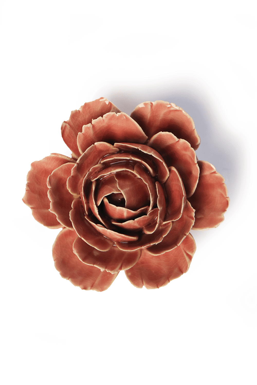 Champagne Pink English Rose - Chive UK