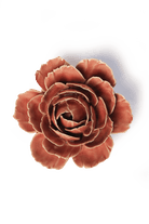 Champagne Pink English Rose - Chive UK