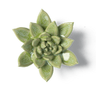 Japan Ceramic Flower Green Succulent - Chive UK