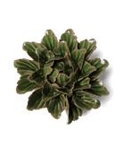 Japan Ceramic Flower Green Tree Peony - Chive UK