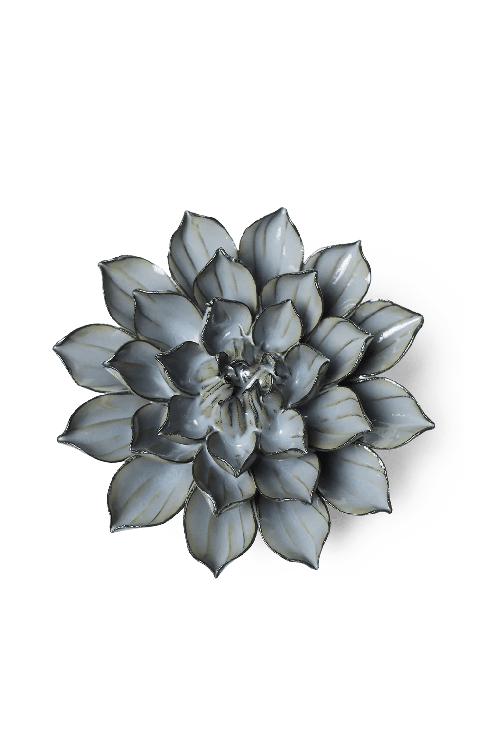 Grey Green Monch Aster - Chive UK