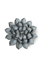 Grey Green Monch Aster - Chive UK