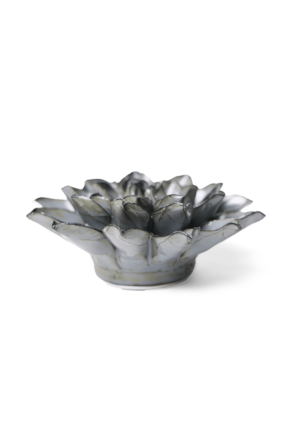 Grey Green Monch Aster - Chive UK