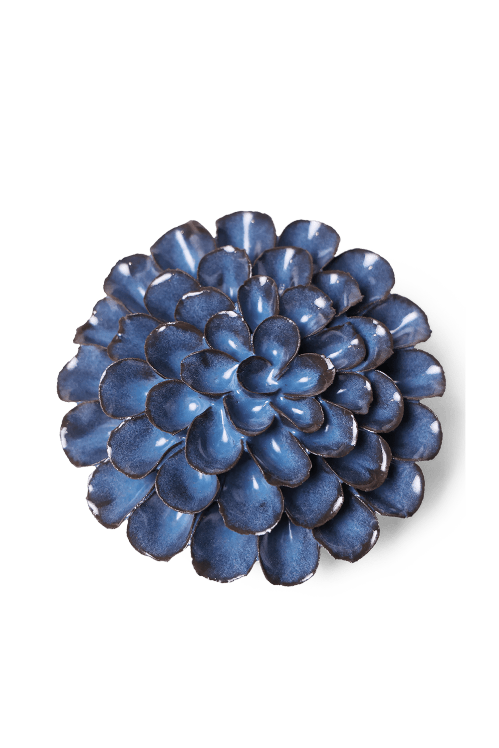 Blue Noir Pompon Dahlia - Chive UK