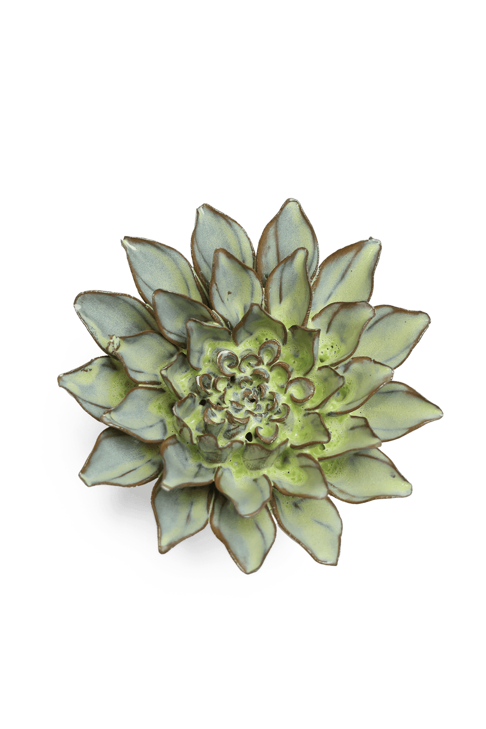 Pear Green Calico Aster - Chive UK