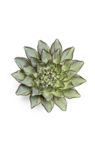 Pear Green Calico Aster - Chive UK