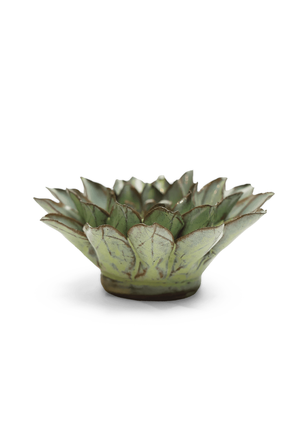 Pear Green Calico Aster - Chive UK